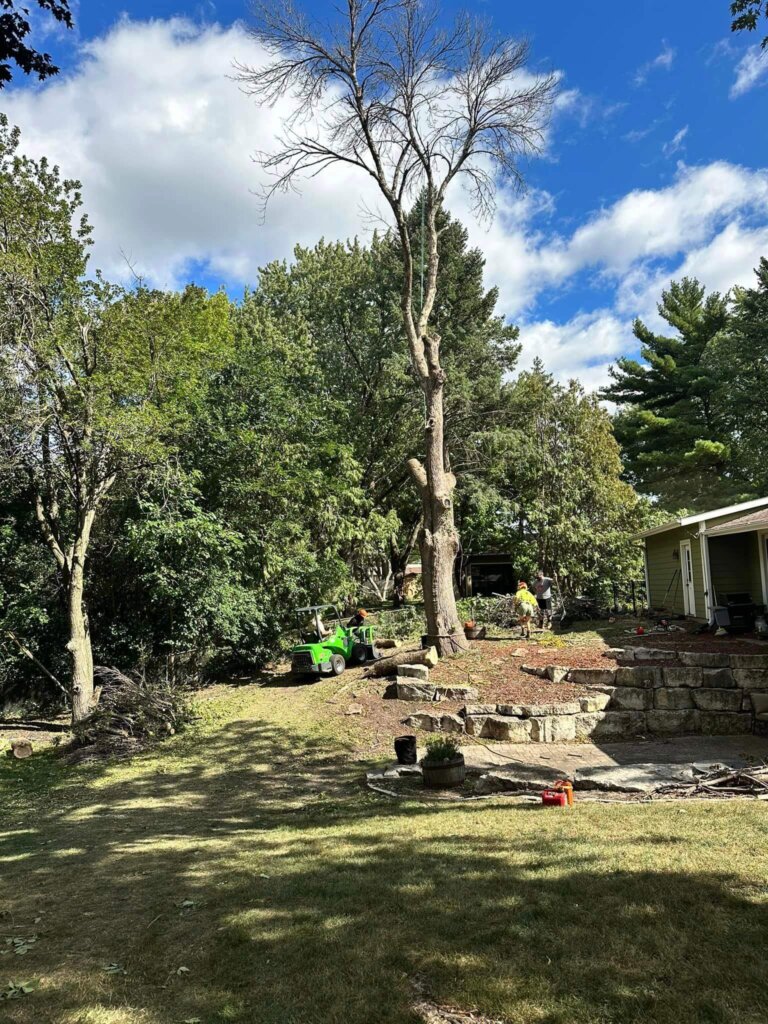 Tree Top Climbers working on tree removal in backyard garden