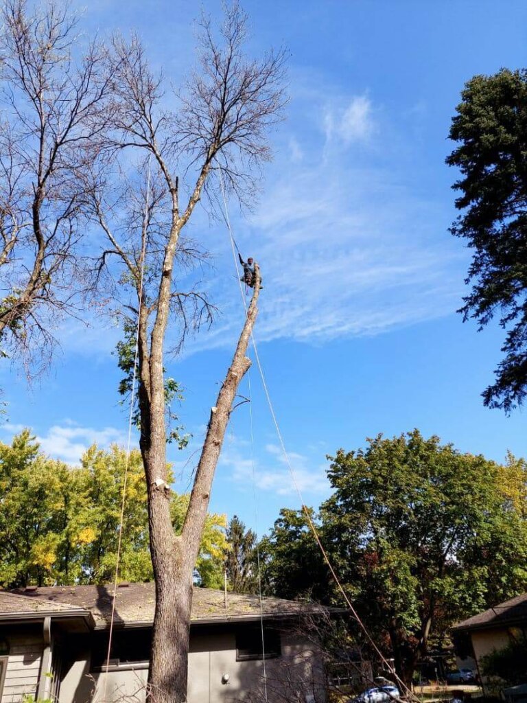 High-risk tree removal in Saint Paul