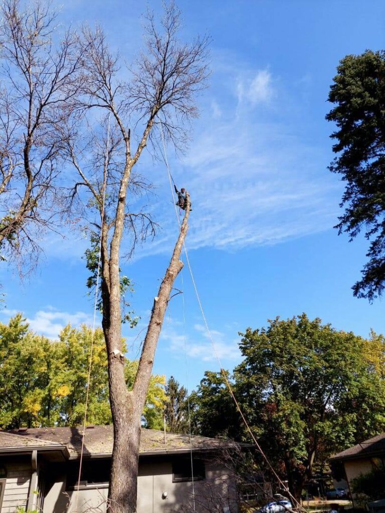 Tree Top Climber employee working in a tree