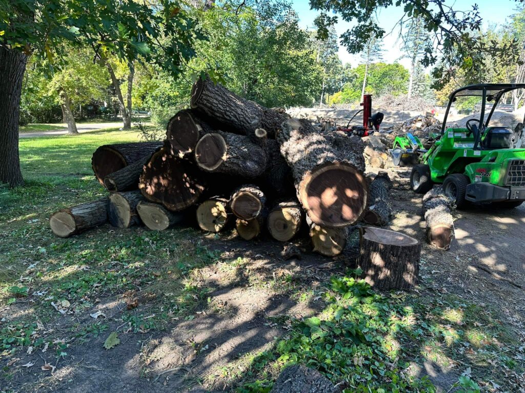 Cut tree sections in the Twin Cities