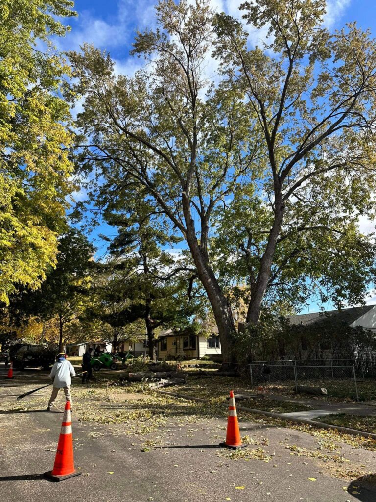 Tree Top Climbers employee cleaning debris from the street