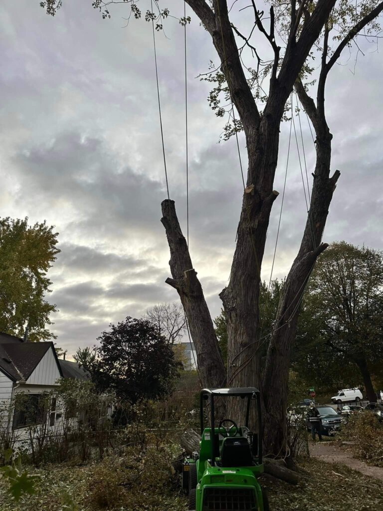 Tree removal under cloudy sky in the Twin Cities