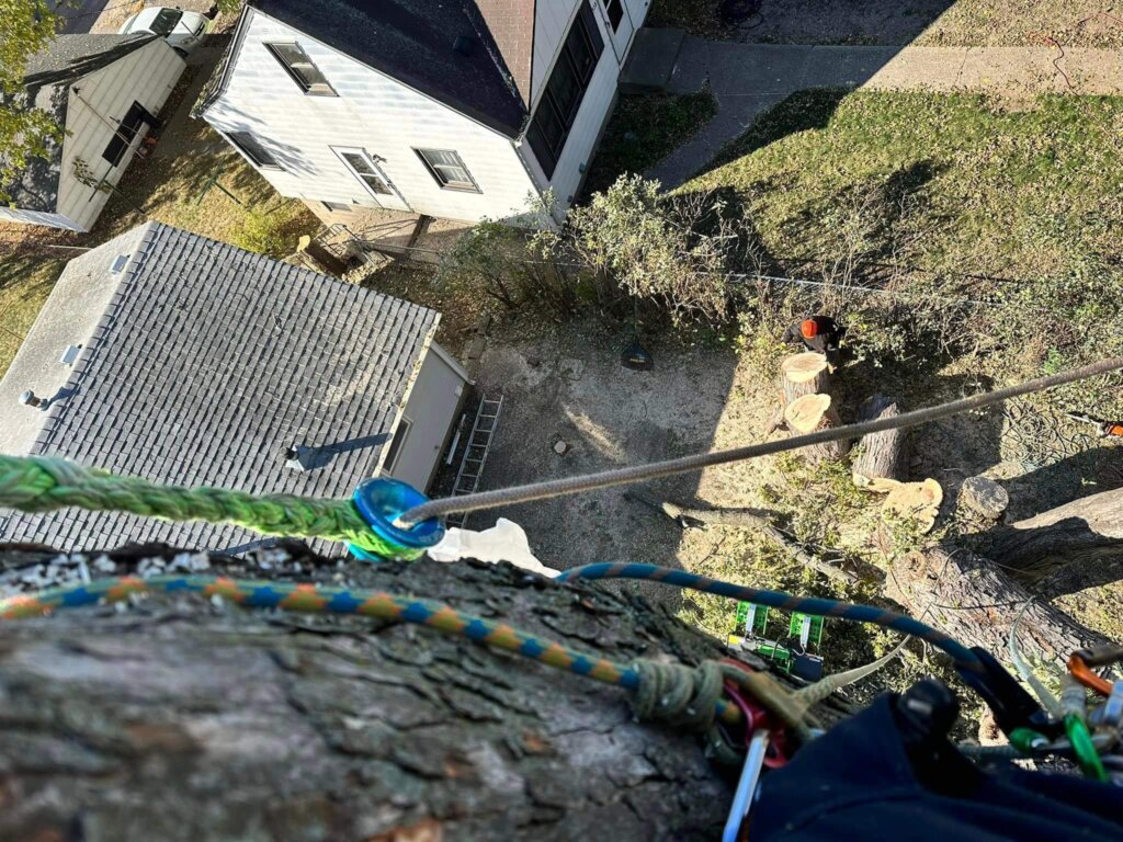 View from top of tree looking down on backyard