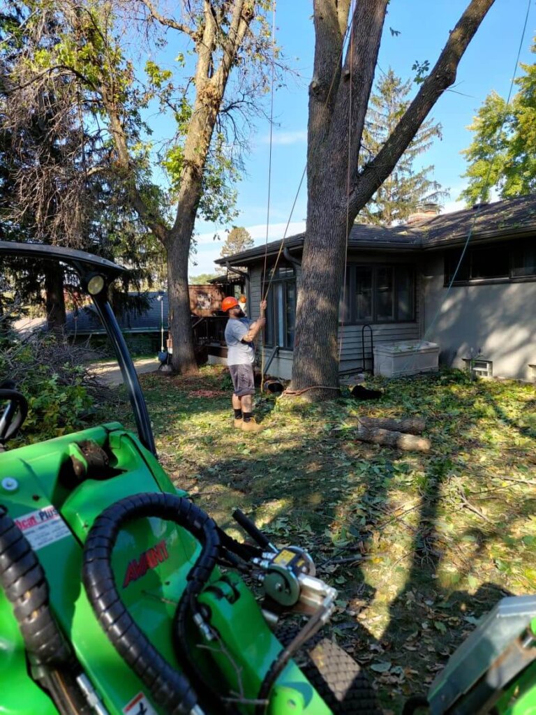 Tree removal preparation in the Twin Cities