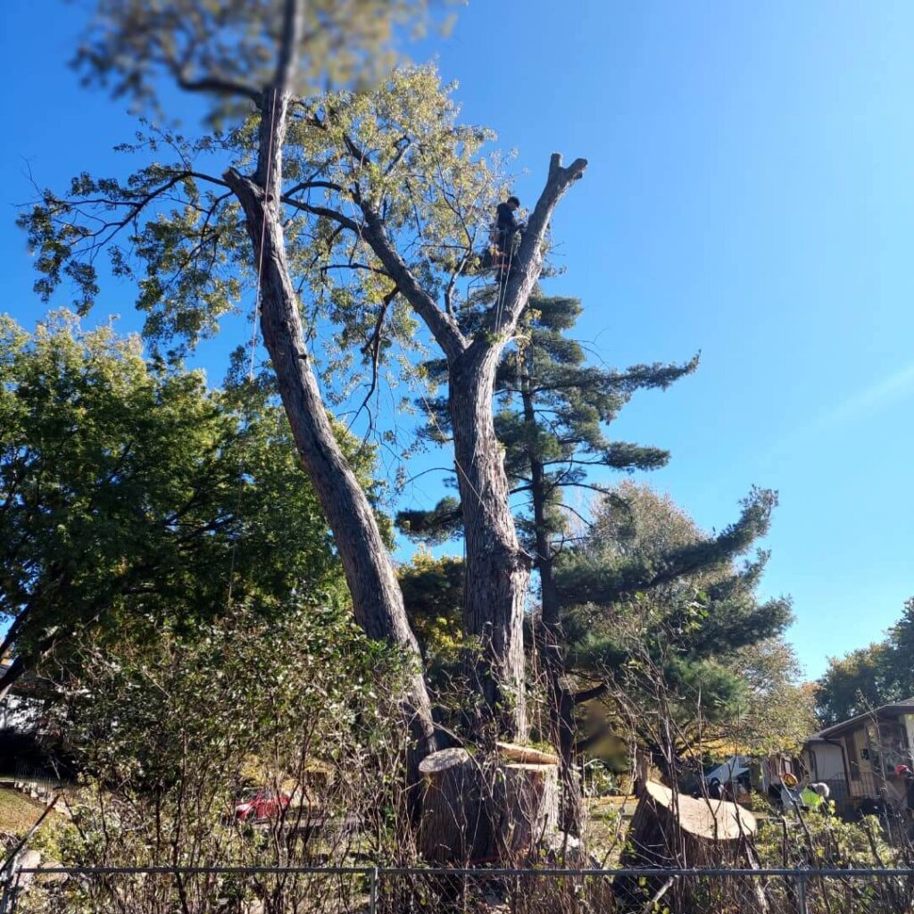 Tree Top Climber employee working in a tree