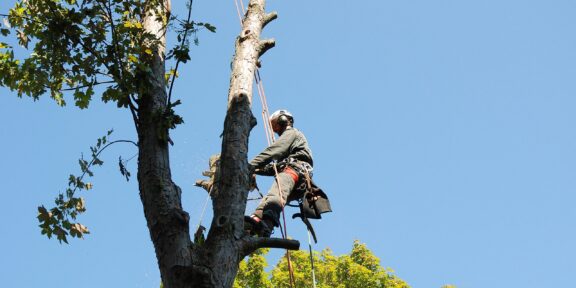 Tree Top Climber employee working in a tree