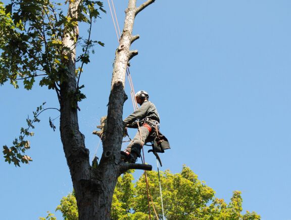 Tree Top Climber employee working in a tree