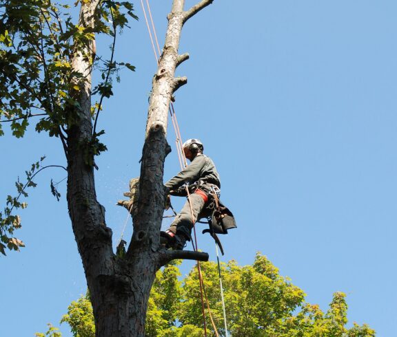 Tree Top Climber employee working in a tree