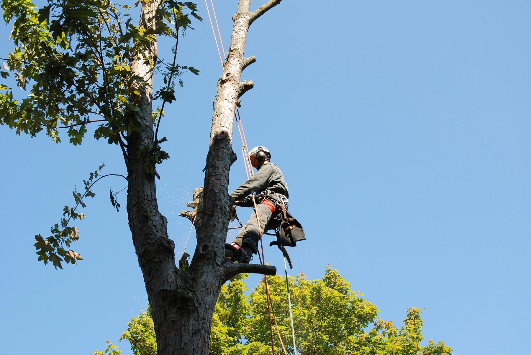 Tree Top Climber employee working in a tree