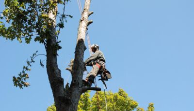 Tree Top Climber employee working in a tree