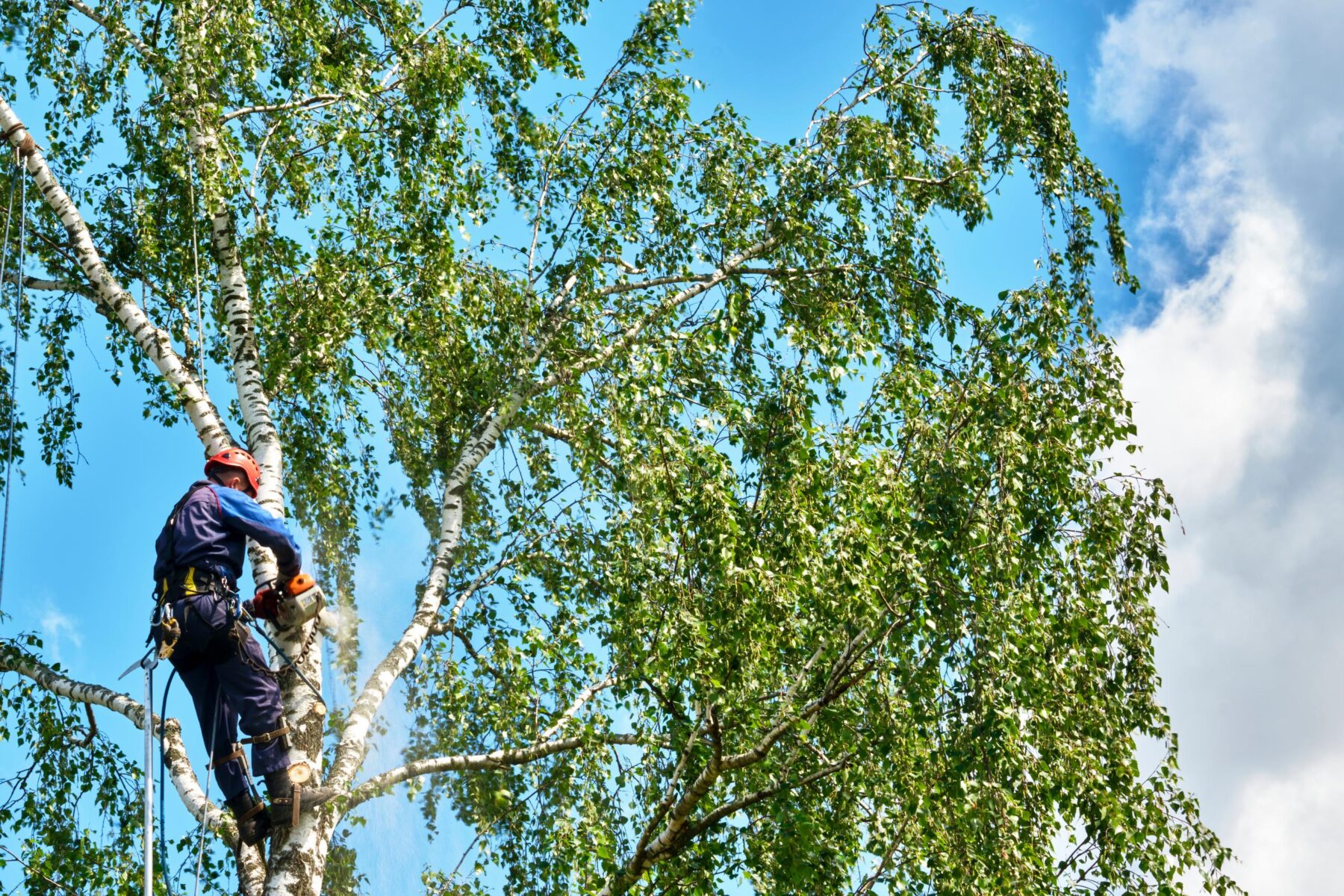 Tree Top Climber employee working in a tree