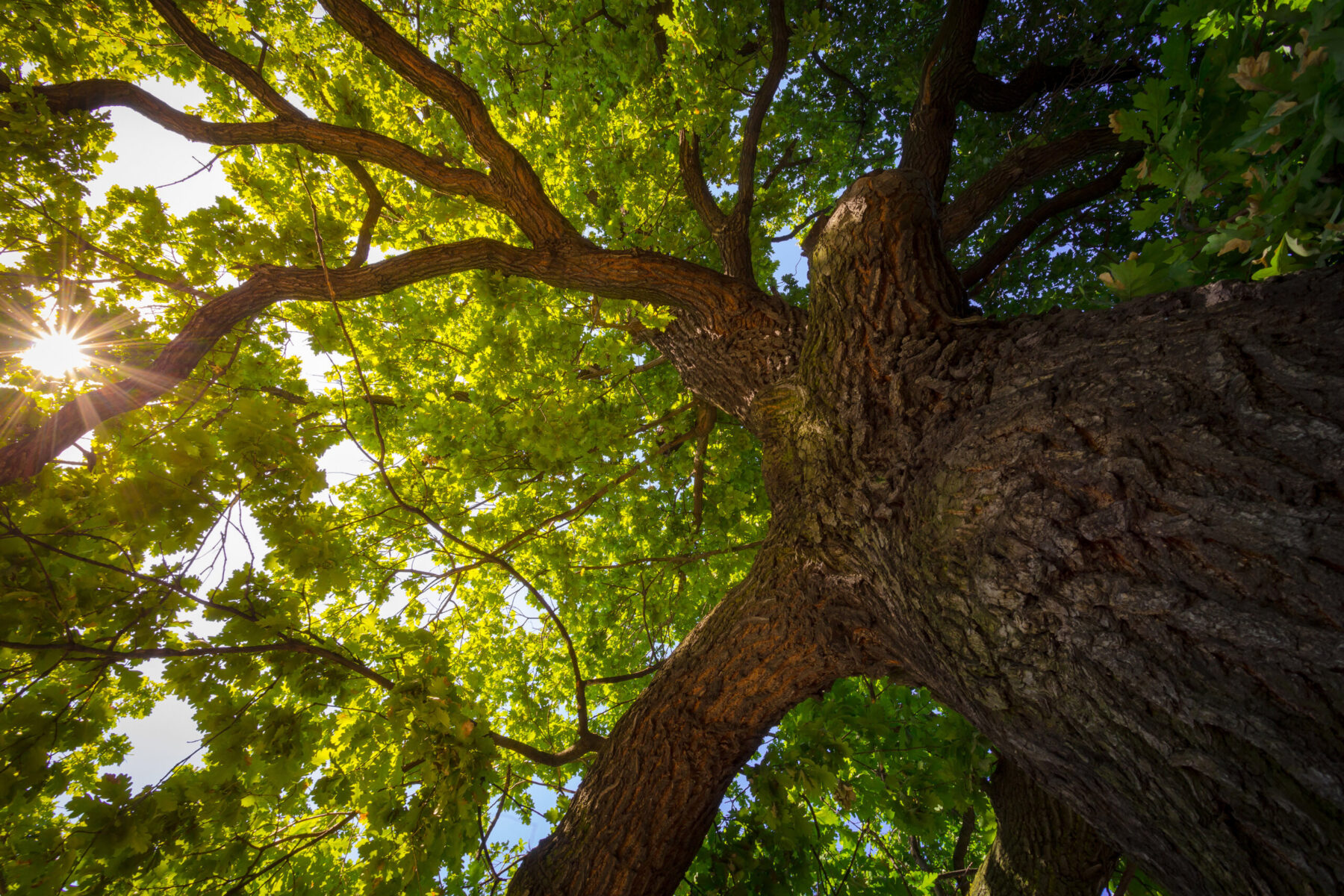 worms eye view of large tree