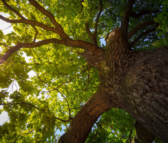 worms eye view of large tree