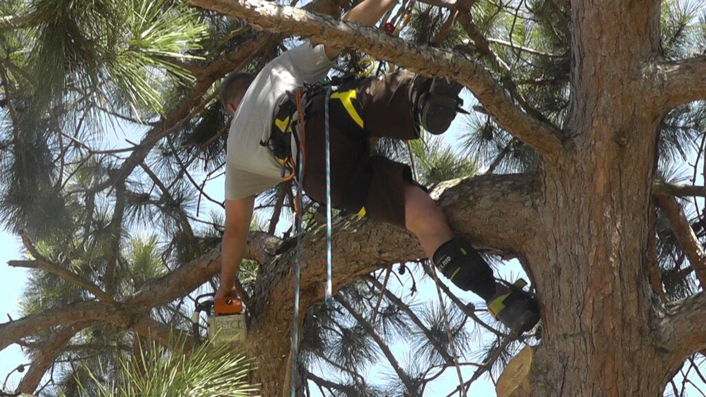 Arborist trimming tree in Minneapolis