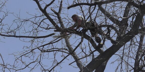 Tree Top Climber employee working in a tree