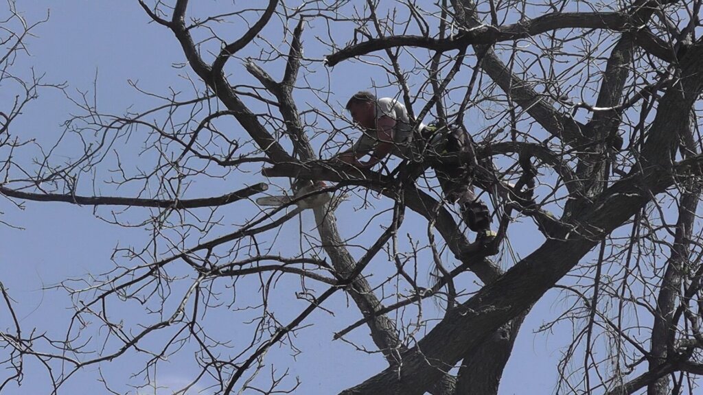 Tree trimmer climbing high-risk tree in Saint Paul