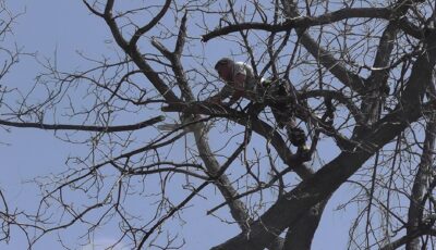 Tree Top Climber employee working in a tree