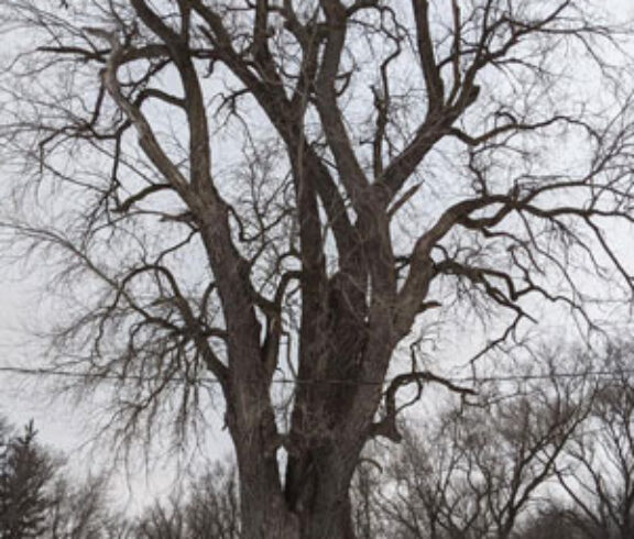 Image of huge old tree with no leaves