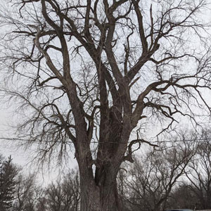 Image of huge old tree with no leaves