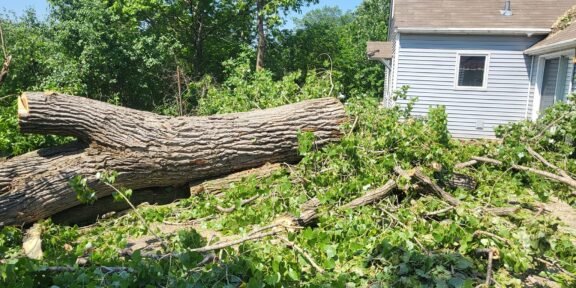 Tree cut and removed from property