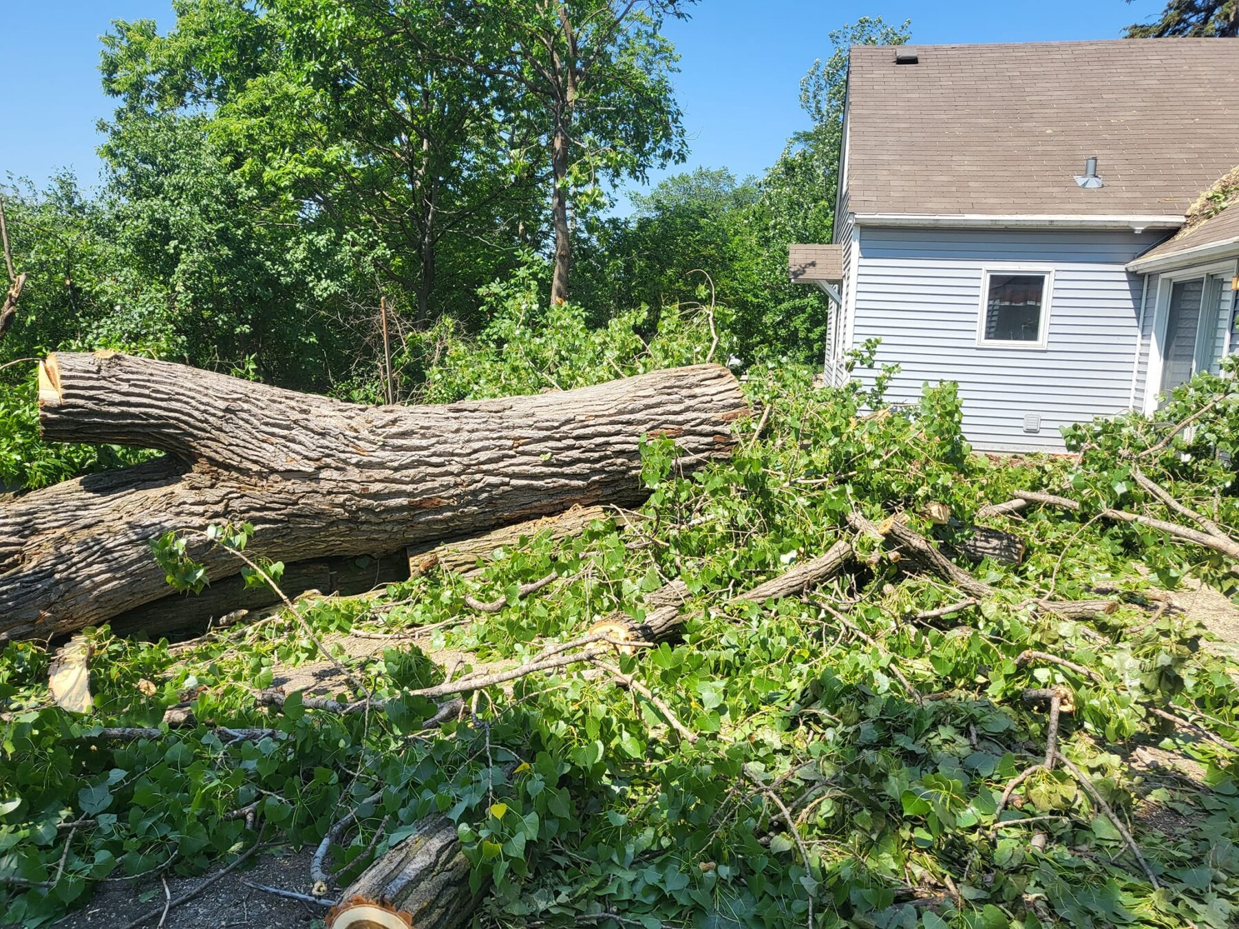 Tree cut and removed from property