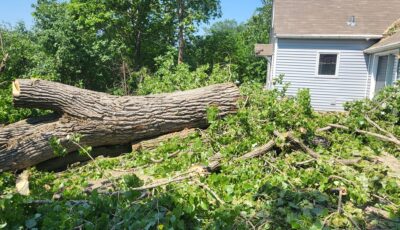 Tree cut and removed from property