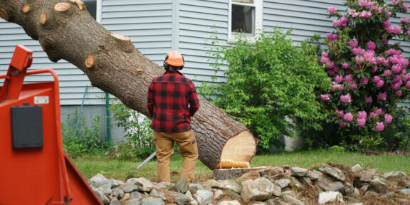 Tree Top Climber employee removing a tree in front of a home
