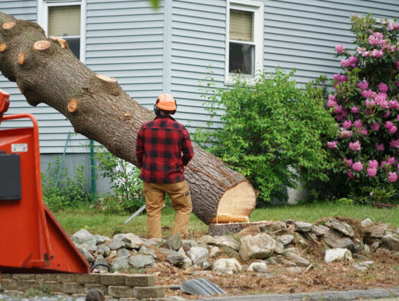 Tree Top Climber employee removing a tree in front of a home
