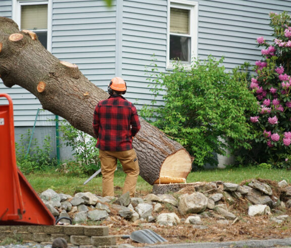 Tree Top Climber employee removing a tree in front of a home