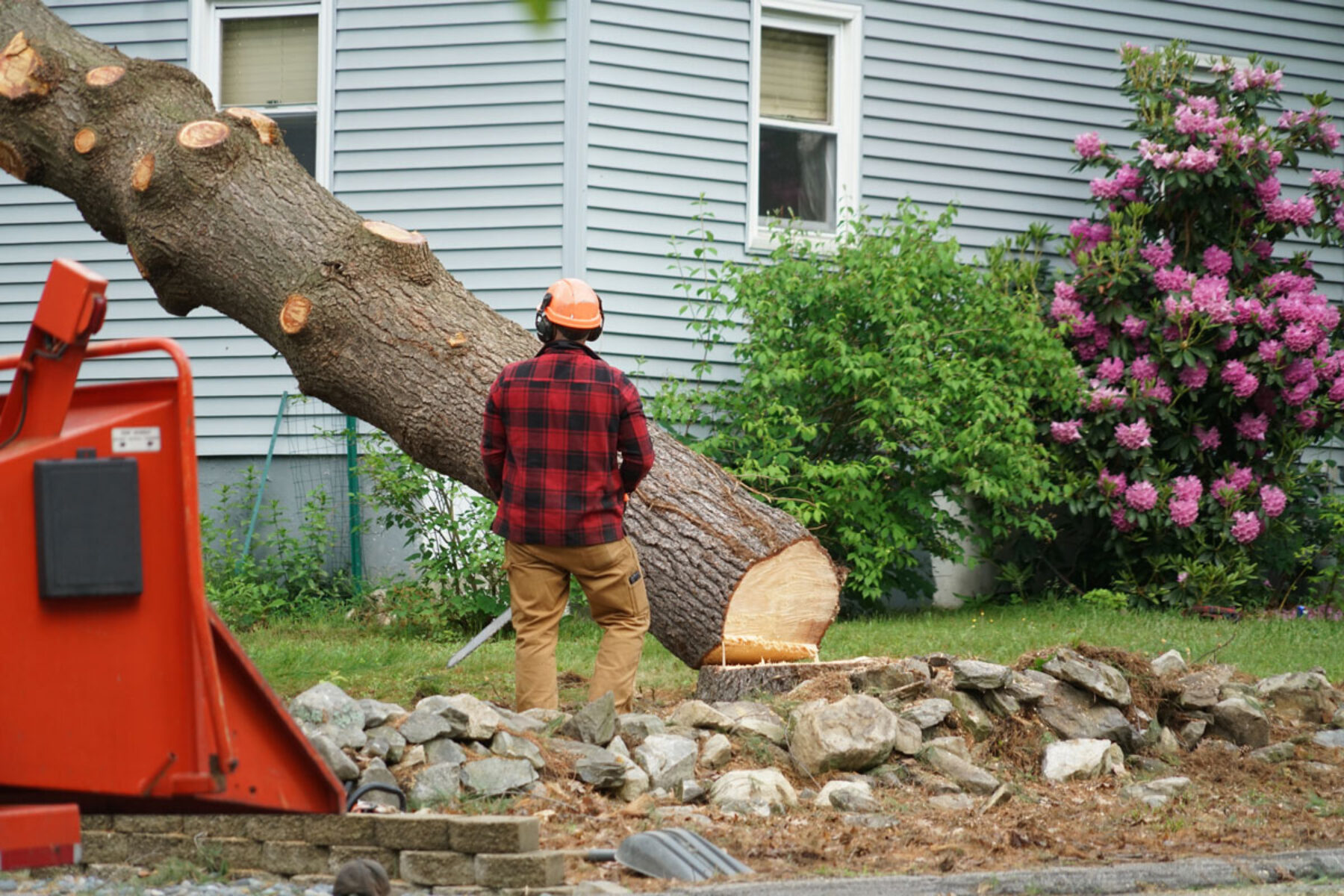 Tree Top Climber employee removing a tree in front of a home