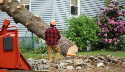 Tree Top Climber employee removing a tree in front of a home