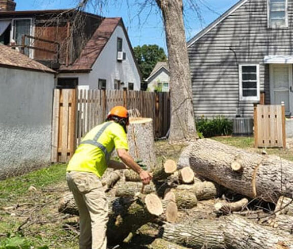 Tree Top Climber employee removing a tree in the backyard of a home