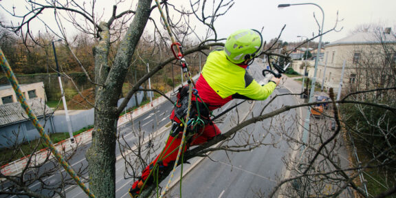Tree Top Climber employee working in a tree