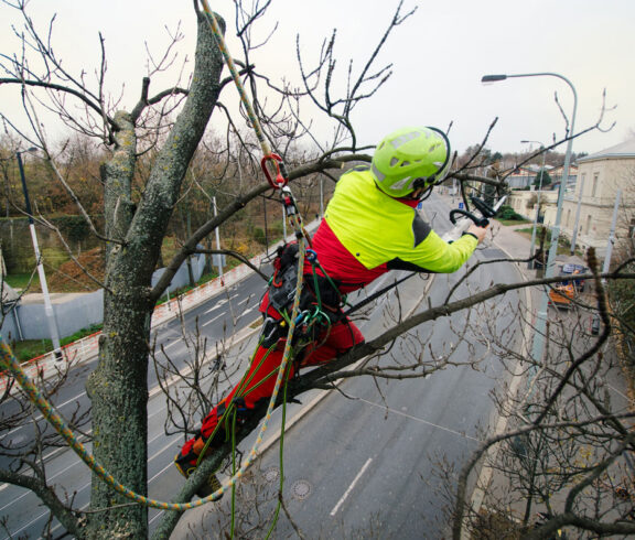 Tree Top Climber employee working in a tree