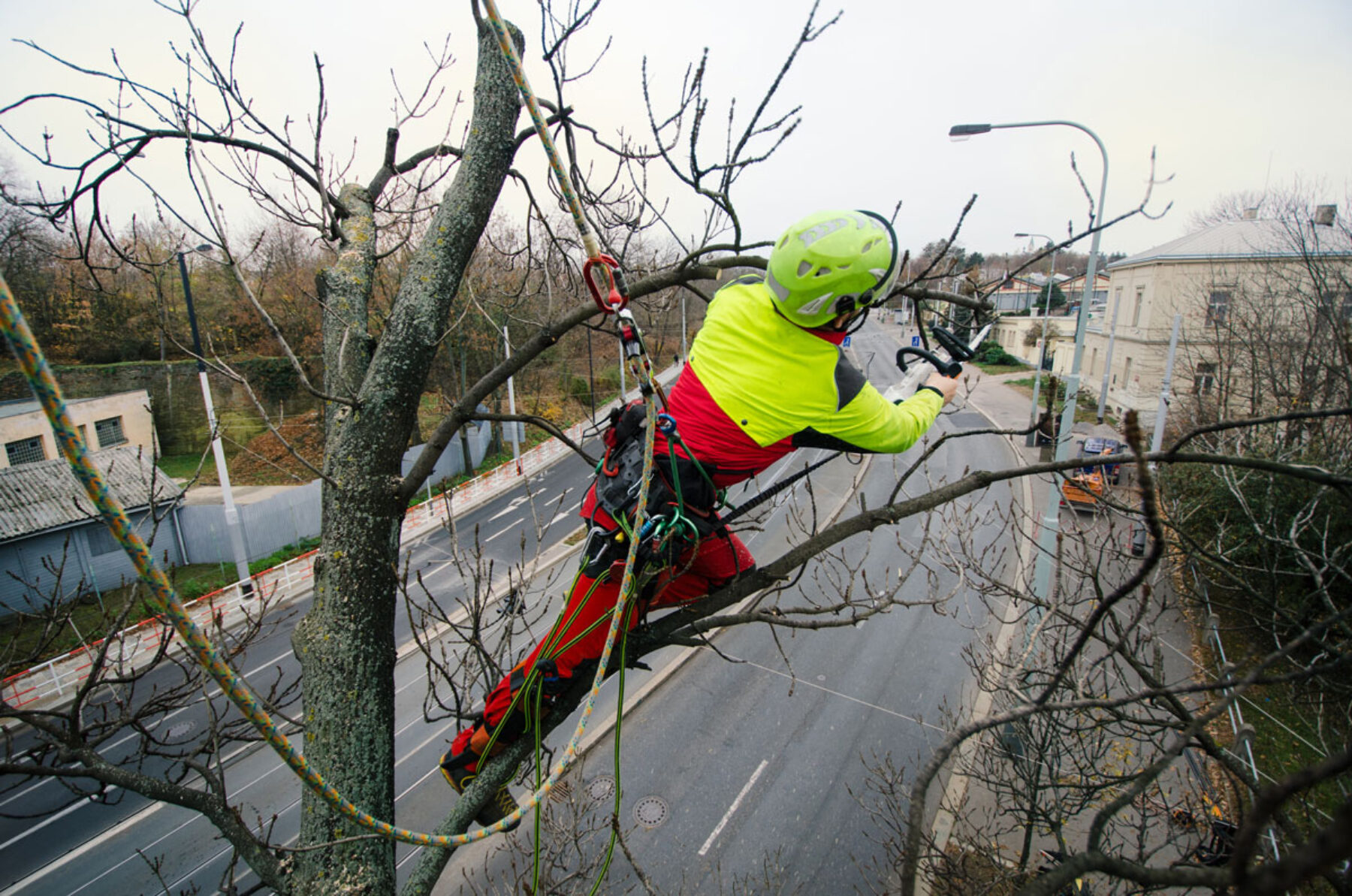 Tree Top Climber employee working in a tree