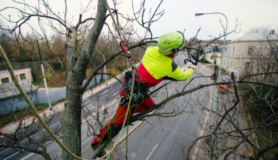 Tree Top Climber employee working in a tree