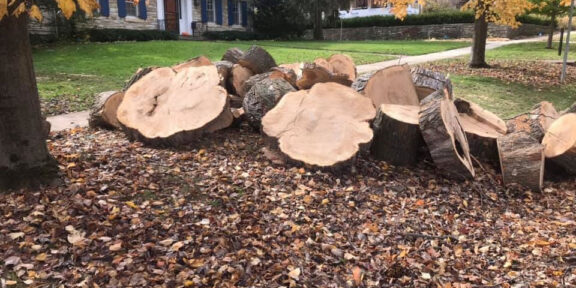 Large tree removed and cut into pieces
