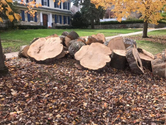 Large tree removed and cut into pieces
