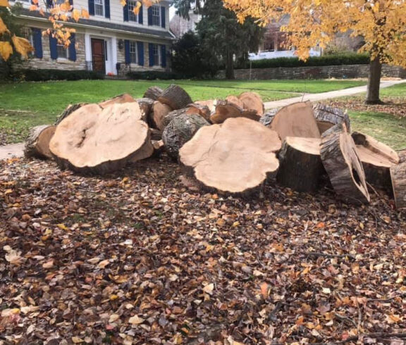Large tree removed and cut into pieces