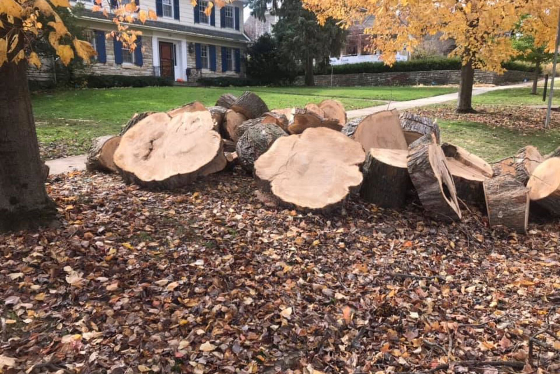 Large tree removed and cut into pieces