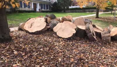Large tree removed and cut into pieces