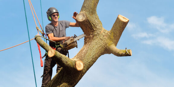 Tree Top Climber employee working in a tree during a tree removal.