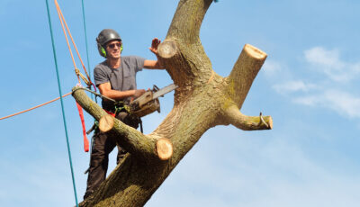 Tree Top Climber employee working in a tree during a tree removal.