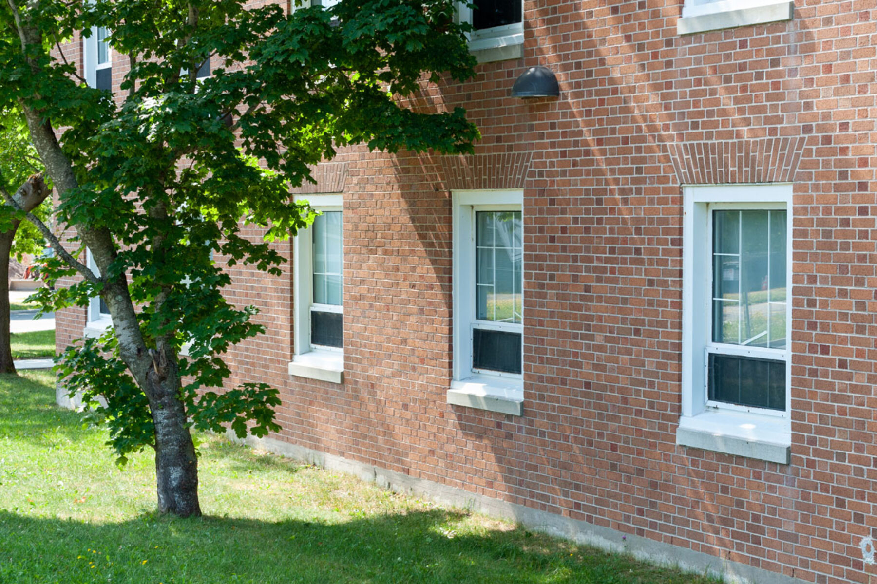 manicured tree beside residential building