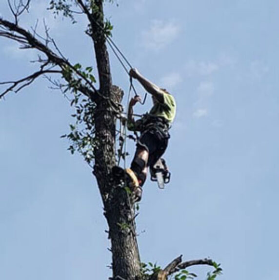 Tree Top climber employee working in a tree