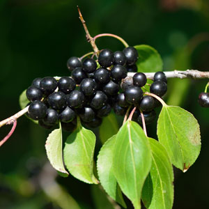 Image of berries growing on a Buckthorn tree branch