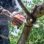 Man holding chainsaw cutting tree branch