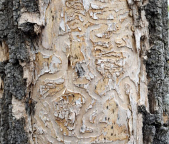Image of a diseased Ashe Tree