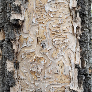 Image of a diseased Ashe Tree