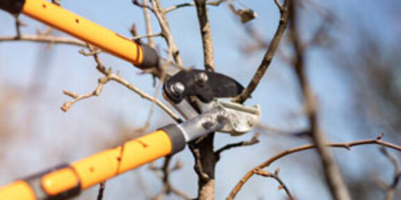 Tree Top Climbers pruning fruit tree, garden work